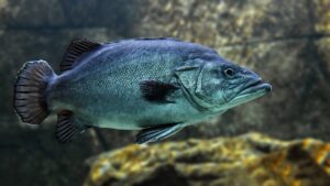fish, swim, water