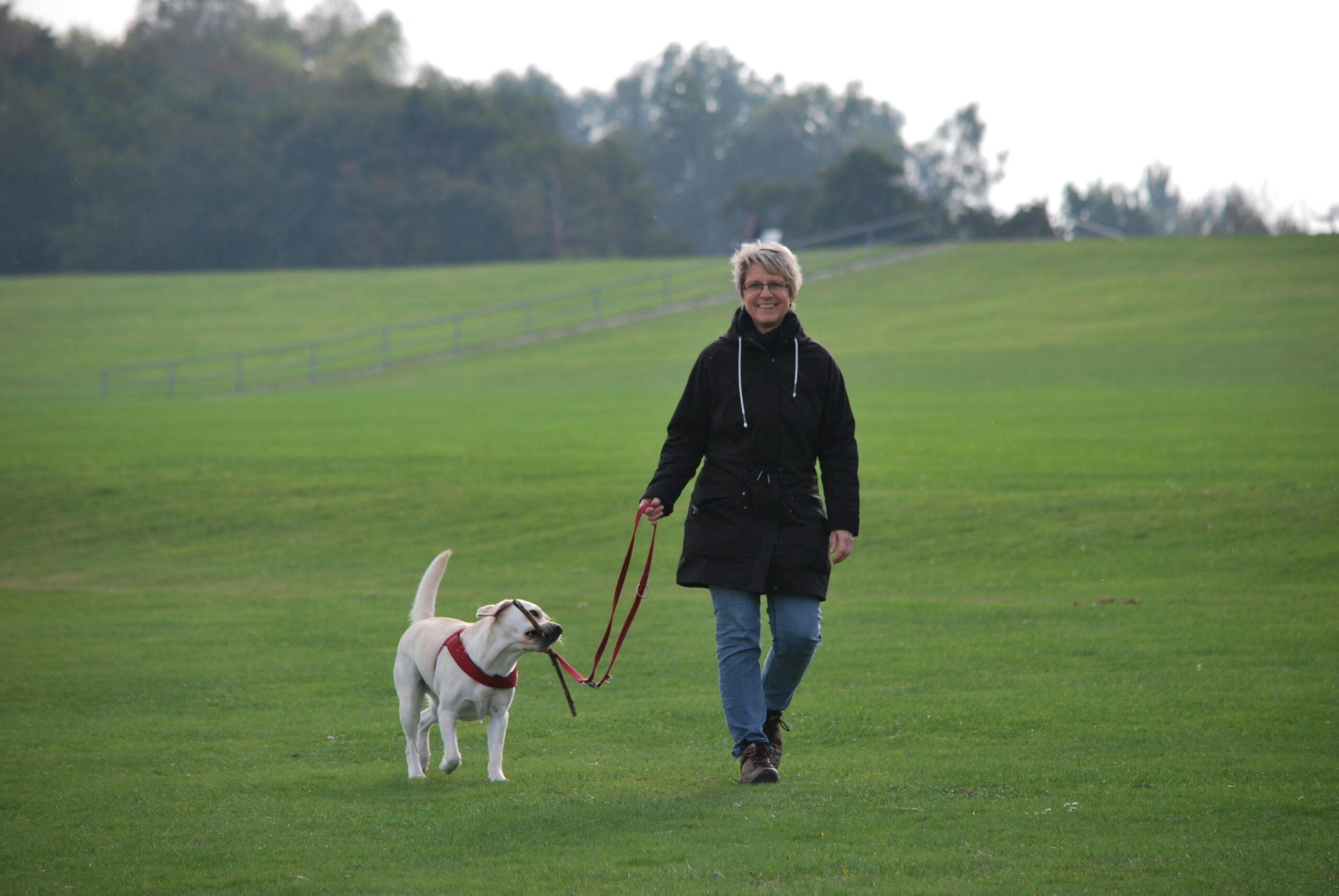 dog walking outdoor scene for night visibility planning